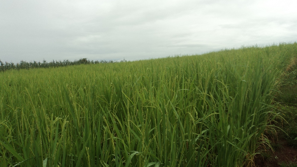 Produção de arroz na Area Zé Bentão