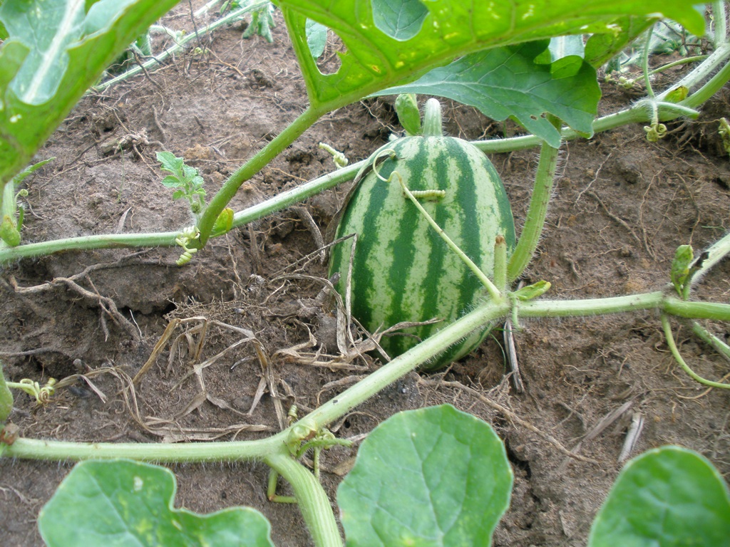 Produção de melancia na Area Zé Bentão