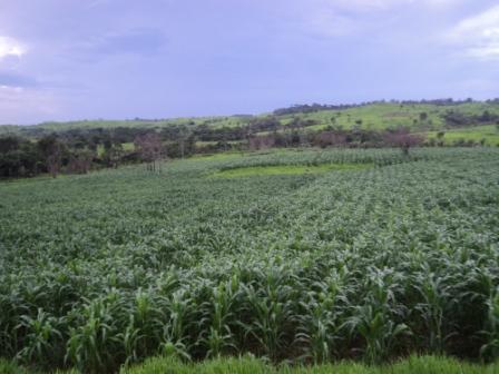 Produção de milho dentro da area Zé Bentão