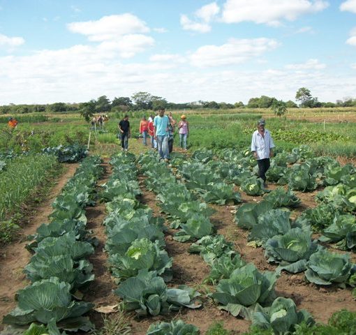 Área irrigada coletiva, produz hortaliças e diversos outros mantimentos