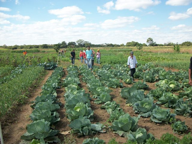 Área irrigada coletiva, produz hortaliças e diversos outros mantimentos
