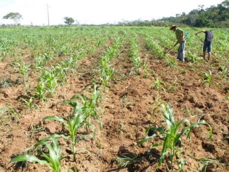 Camponeses produzindo em suas terras ­- área Zé Bentão
