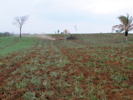 Camponeses produzindo em suas terras - área Zé Bentão
